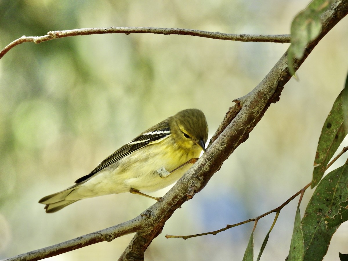 Blackpoll Warbler - ML642949696
