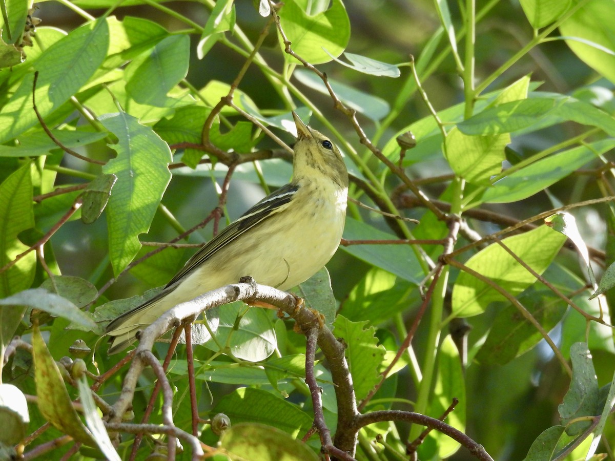 Blackpoll Warbler - ML642949697