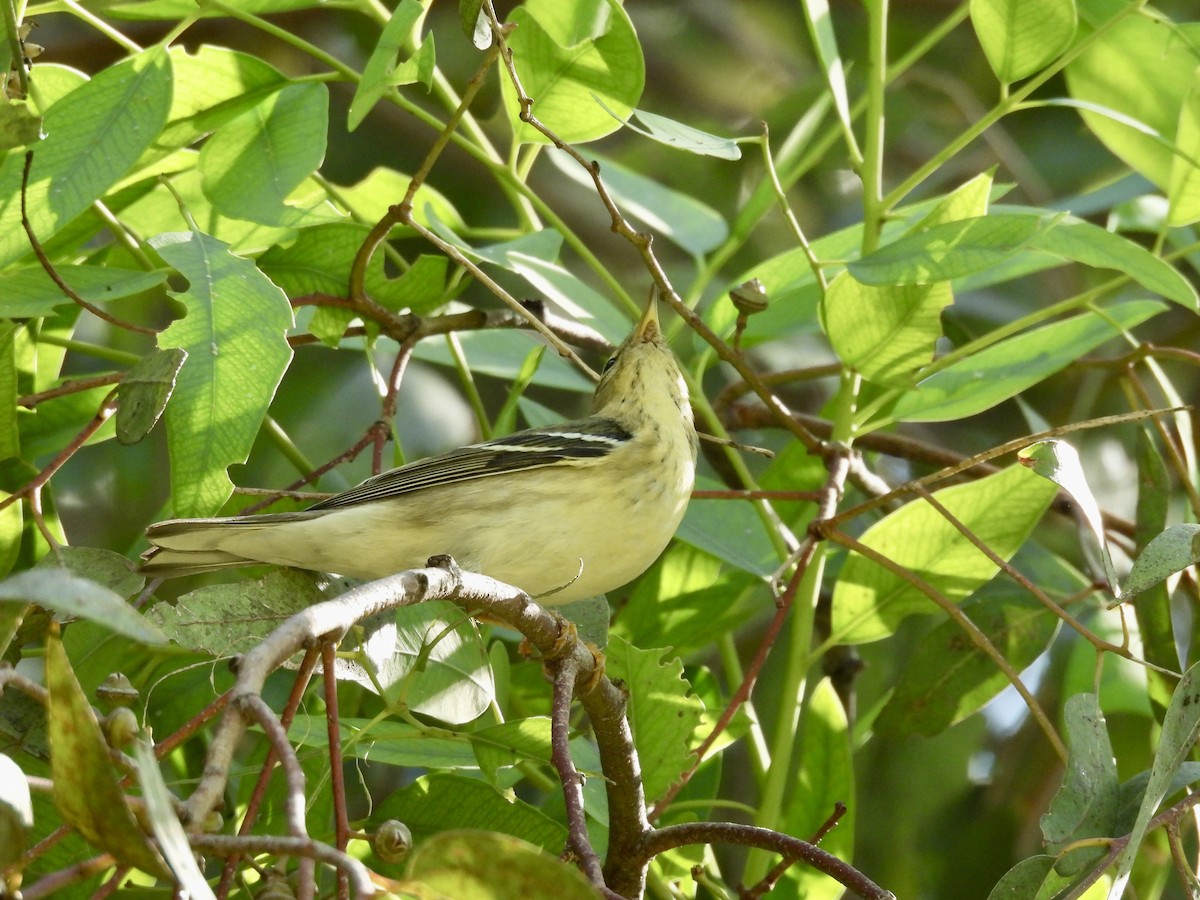 Blackpoll Warbler - ML642949698