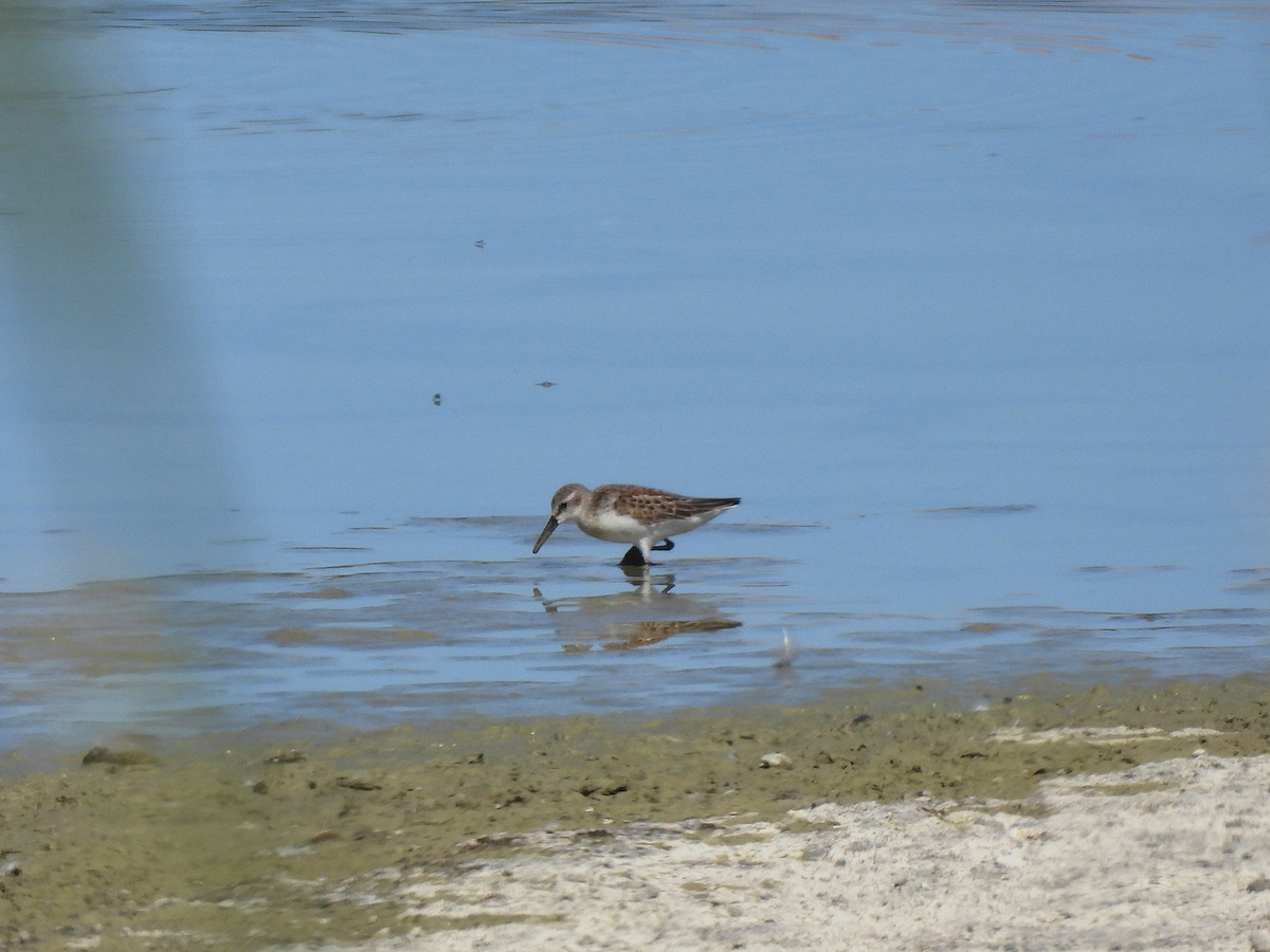 Western Sandpiper - ML642949700