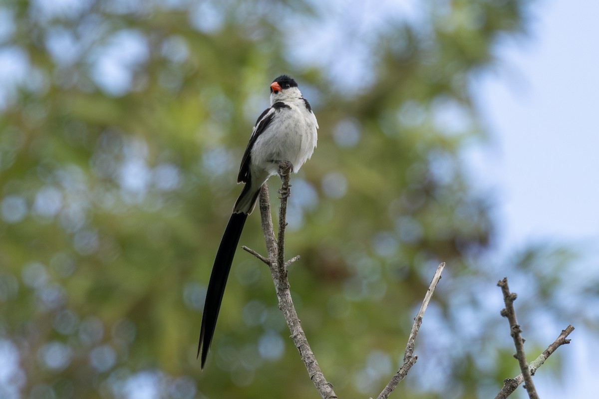 Pin-tailed Whydah - ML642949701