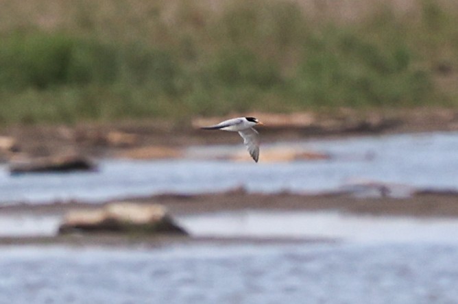 Least Tern - ML642949704