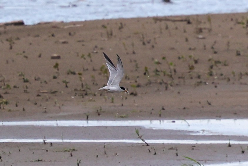 Least Tern - ML642949705