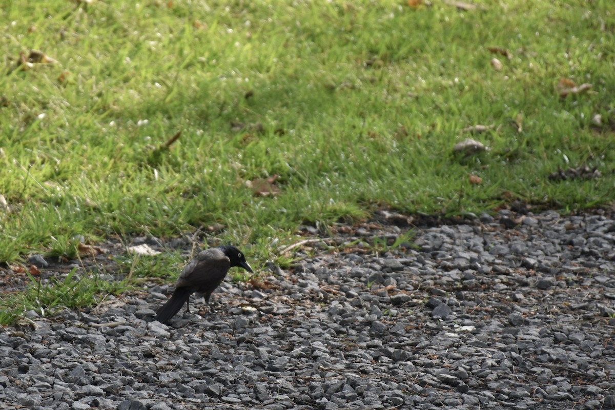 Common Grackle - ML642949706