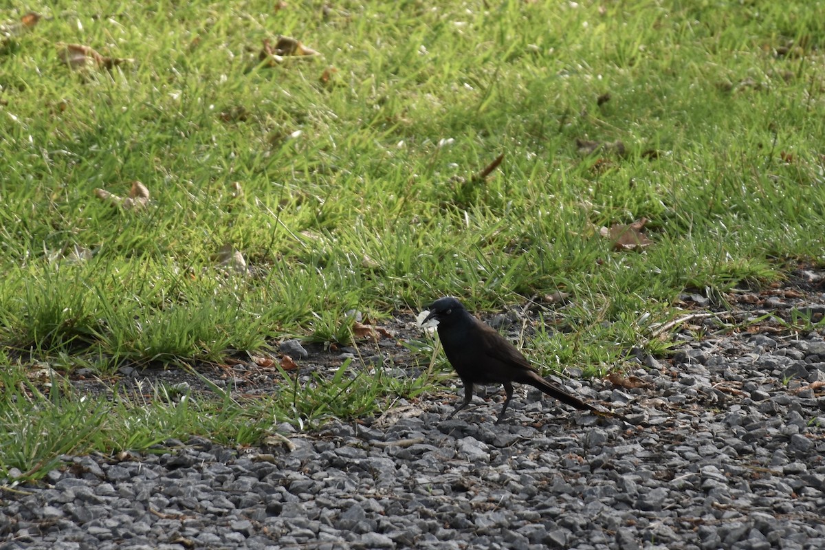 Common Grackle - ML642949707