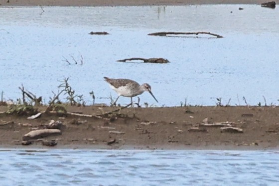 Greater Yellowlegs - ML642949708