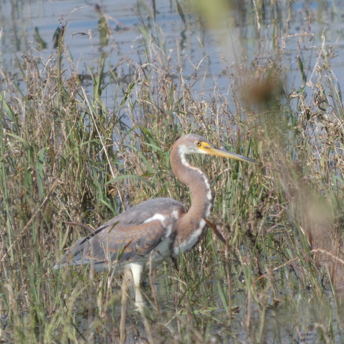 Tricolored Heron - ML642949709