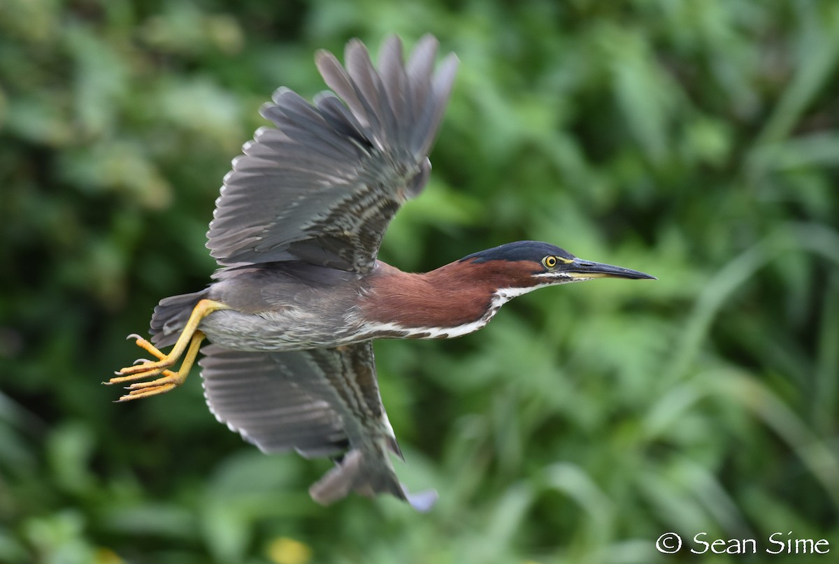 Green Heron - ML64294971