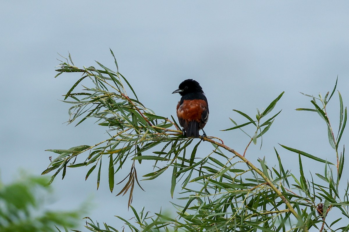 Orchard Oriole - ML642949710