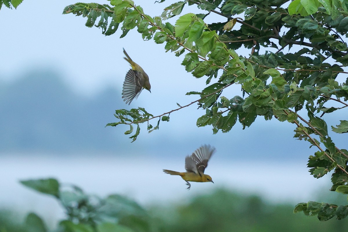 Orchard Oriole - ML642949711