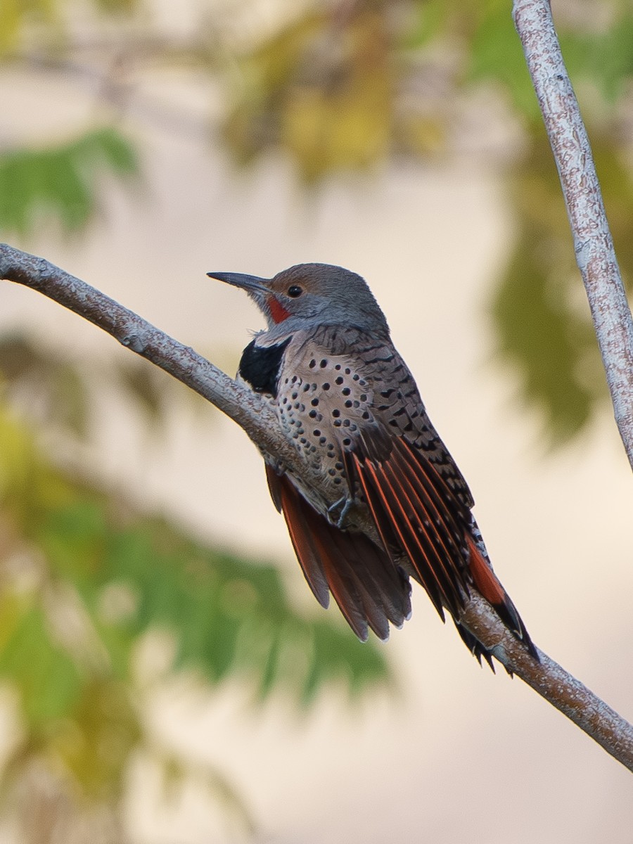 Northern Flicker - ML642949712