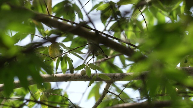 Scarlet-collared Flowerpecker - ML642949713
