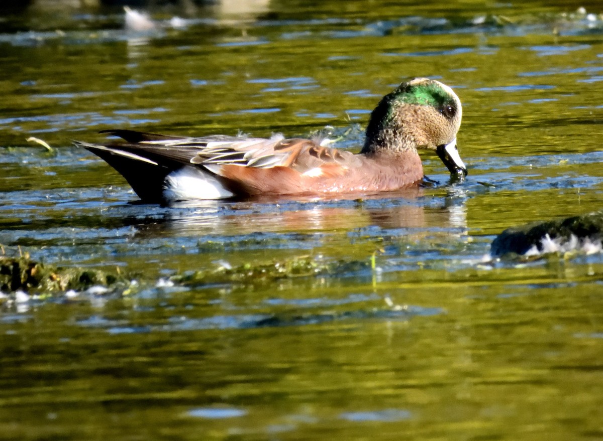 American Wigeon - ML642949721