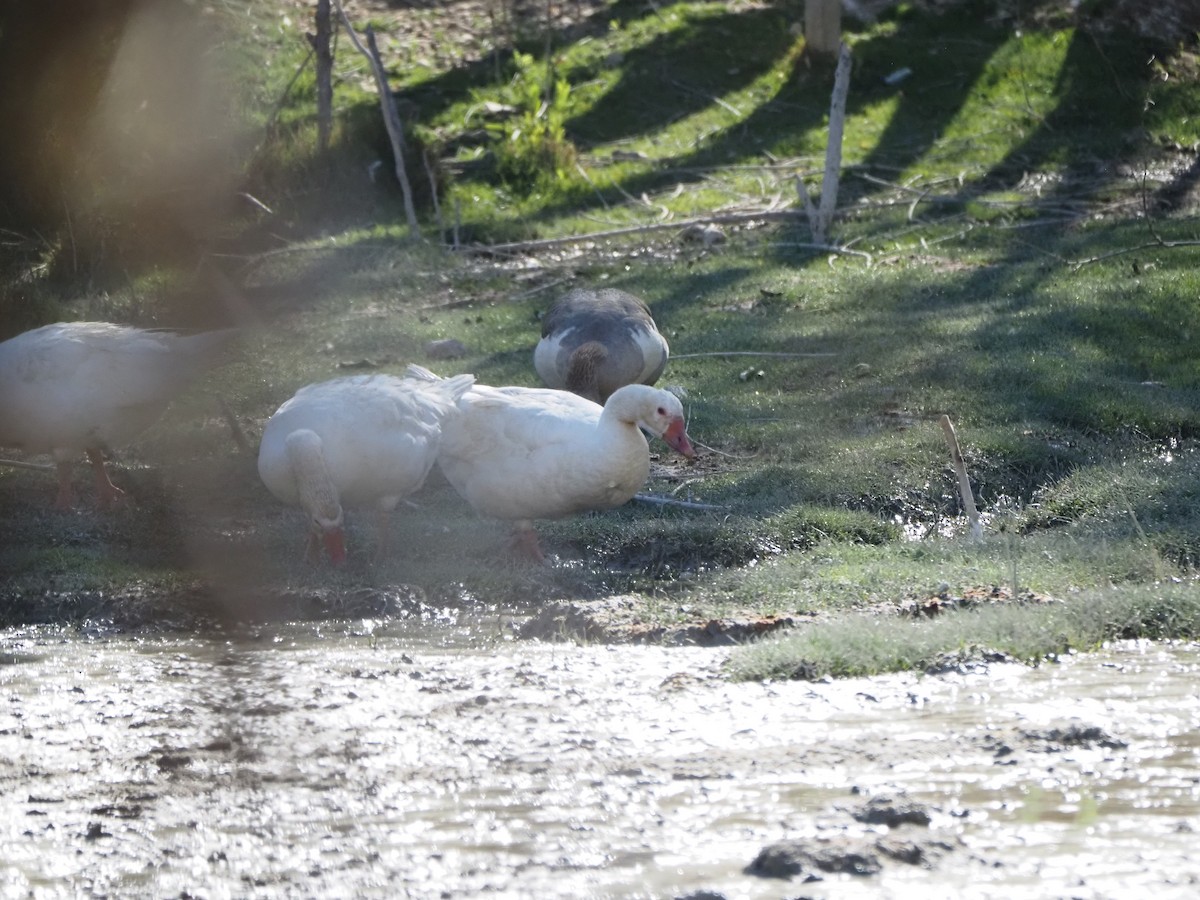 Graylag Goose - ML642949722