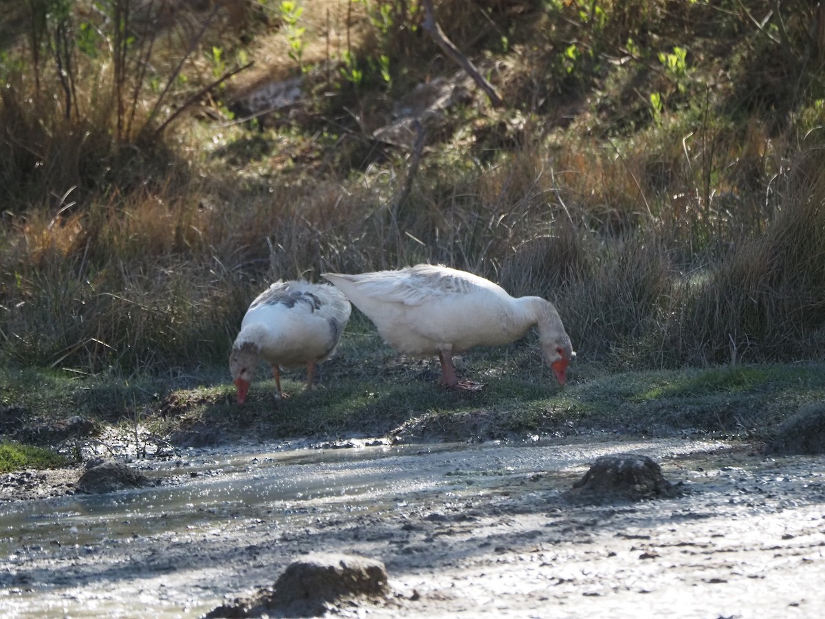 Graylag Goose - ML642949723