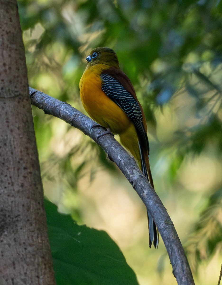 Orange-breasted Trogon - ML642949755