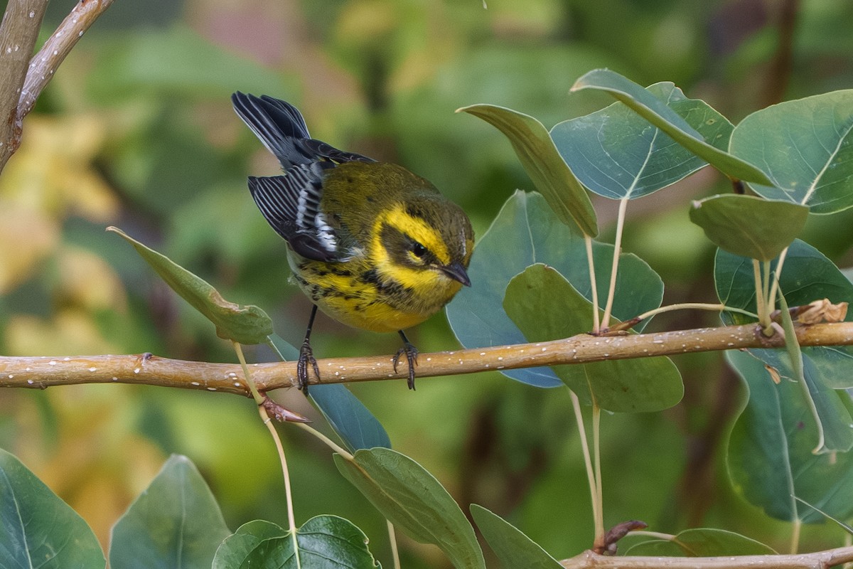 Townsend's Warbler - ML642949756