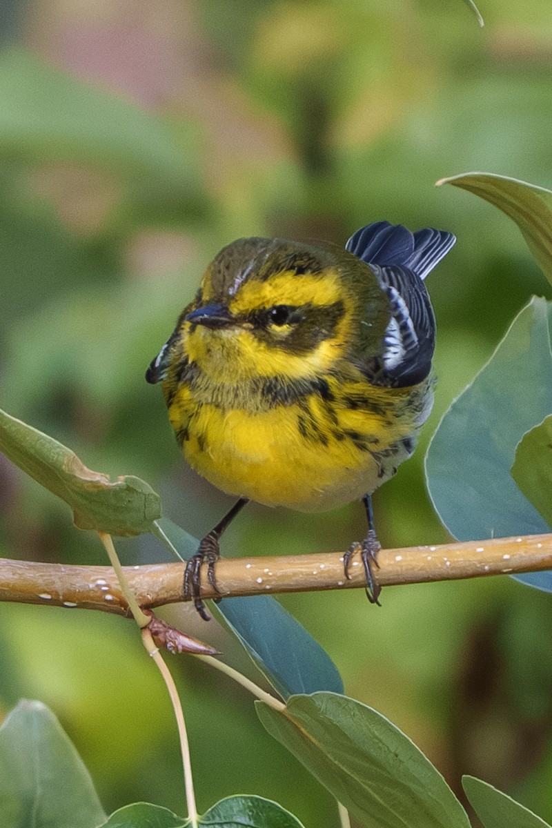 Townsend's Warbler - ML642949757