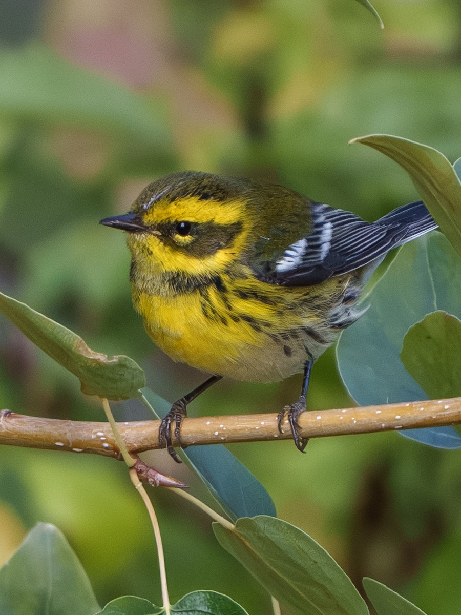 Townsend's Warbler - ML642949758