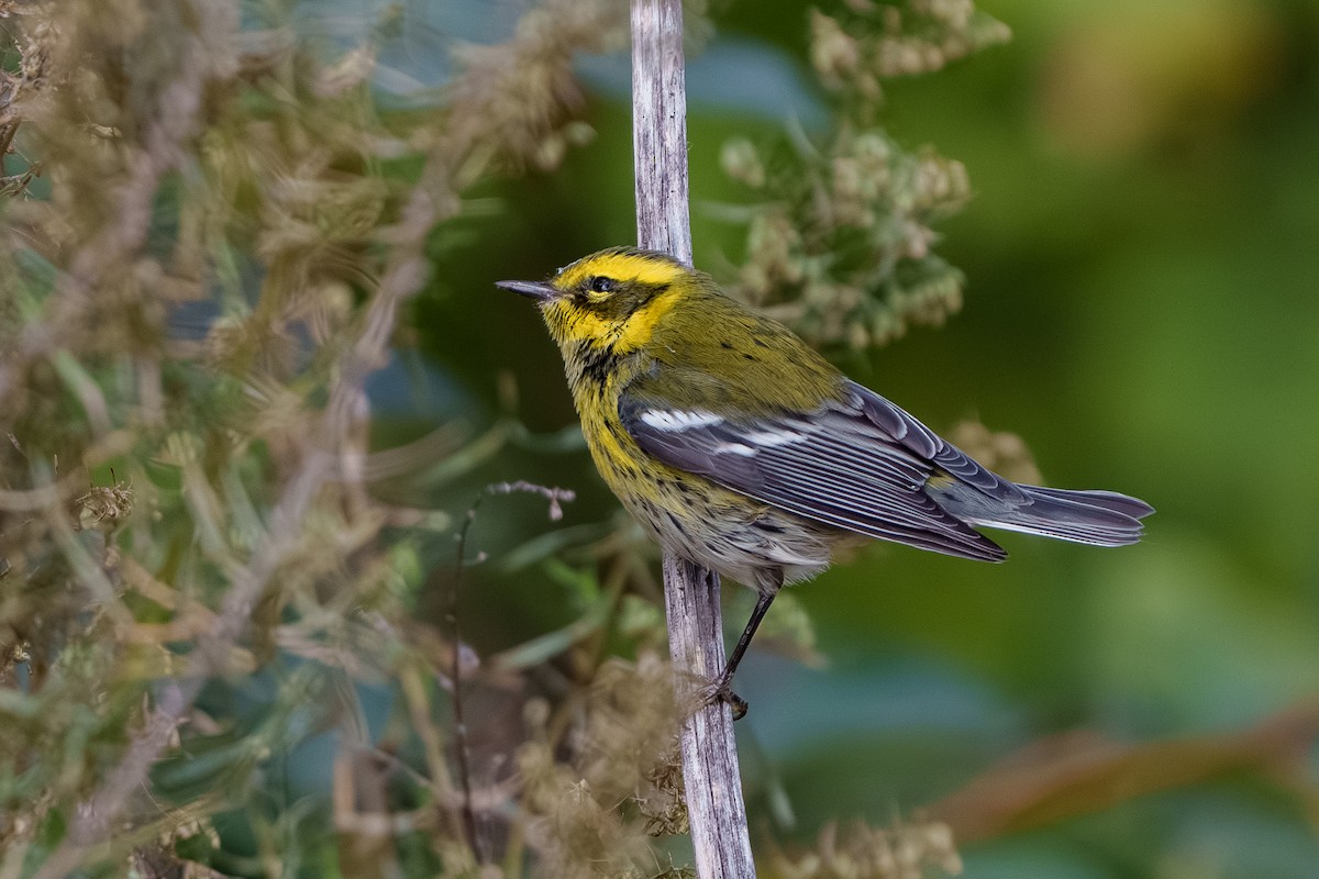 Townsend's Warbler - ML642949759