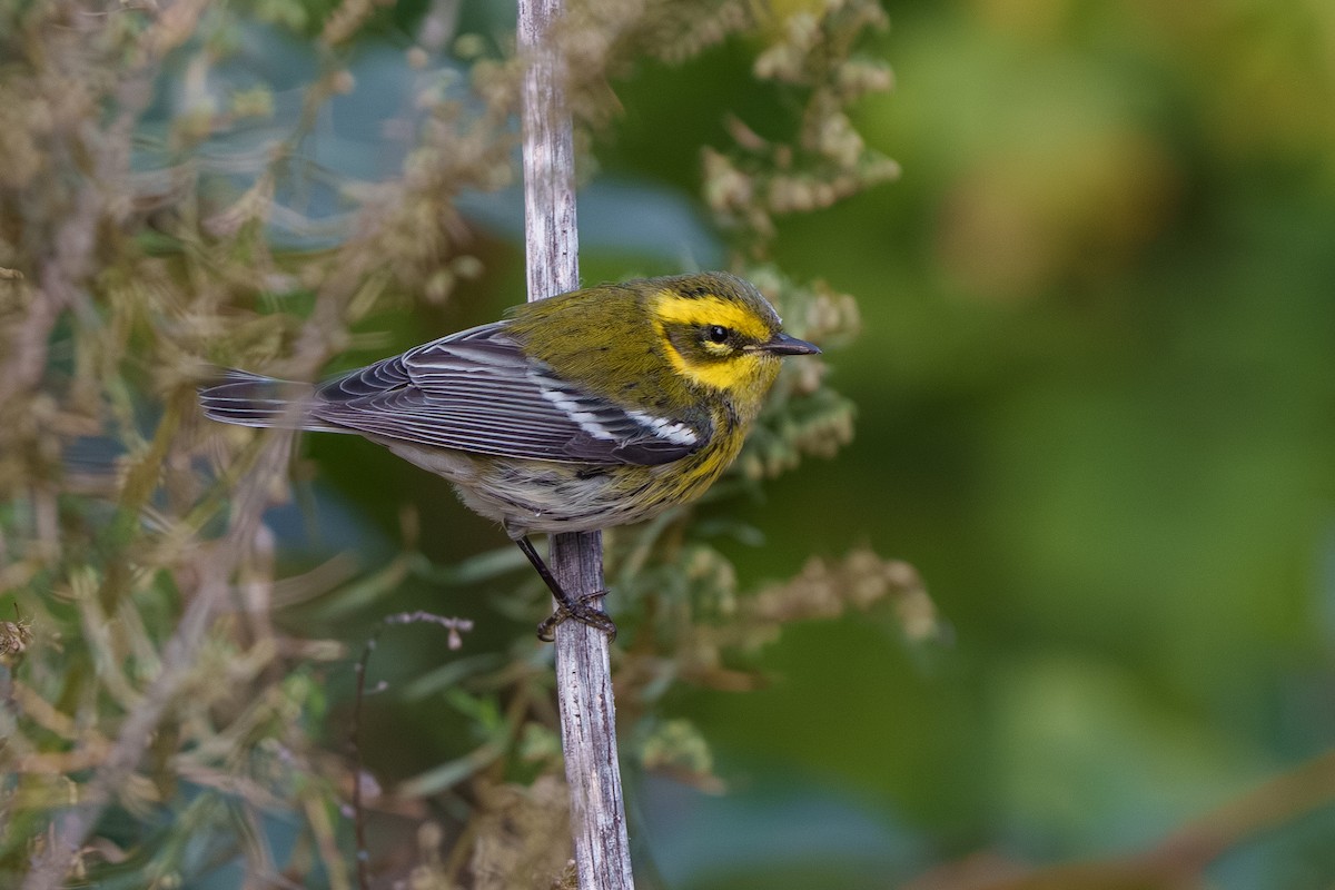 Townsend's Warbler - ML642949760