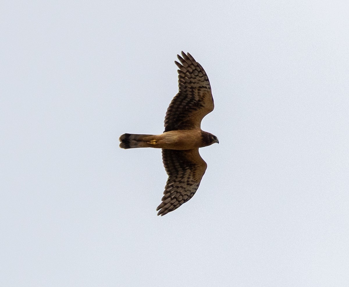 Northern Harrier - ML642949761