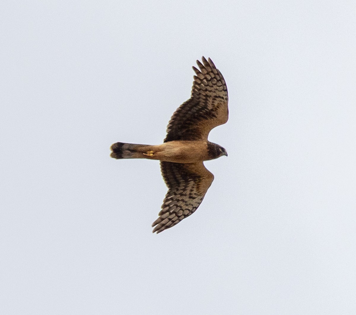 Northern Harrier - ML642949763