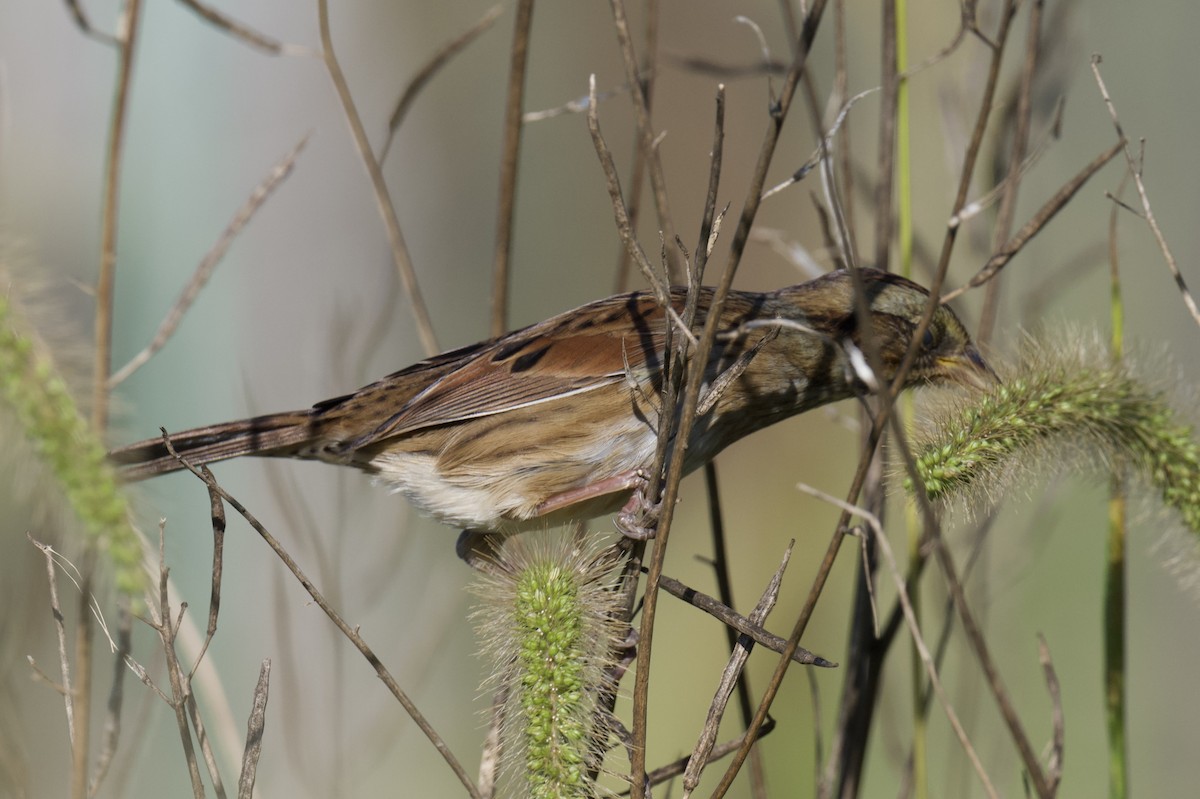 Swamp Sparrow - ML642949770