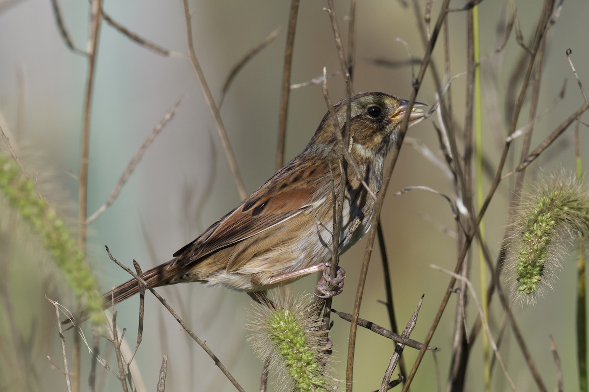 Swamp Sparrow - ML642949771