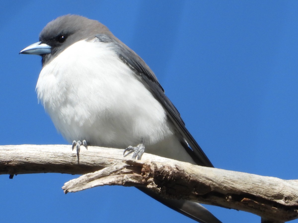 White-breasted Woodswallow - ML642949772