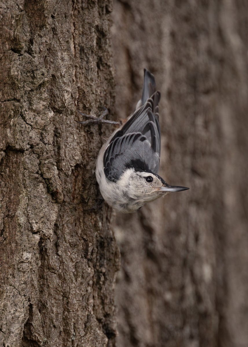 White-breasted Nuthatch - ML642949773