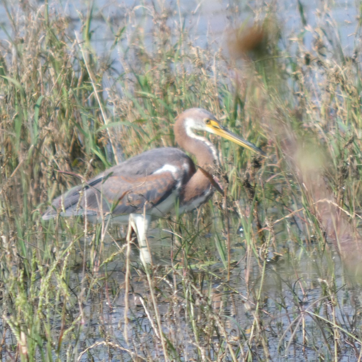 Tricolored Heron - ML642949778