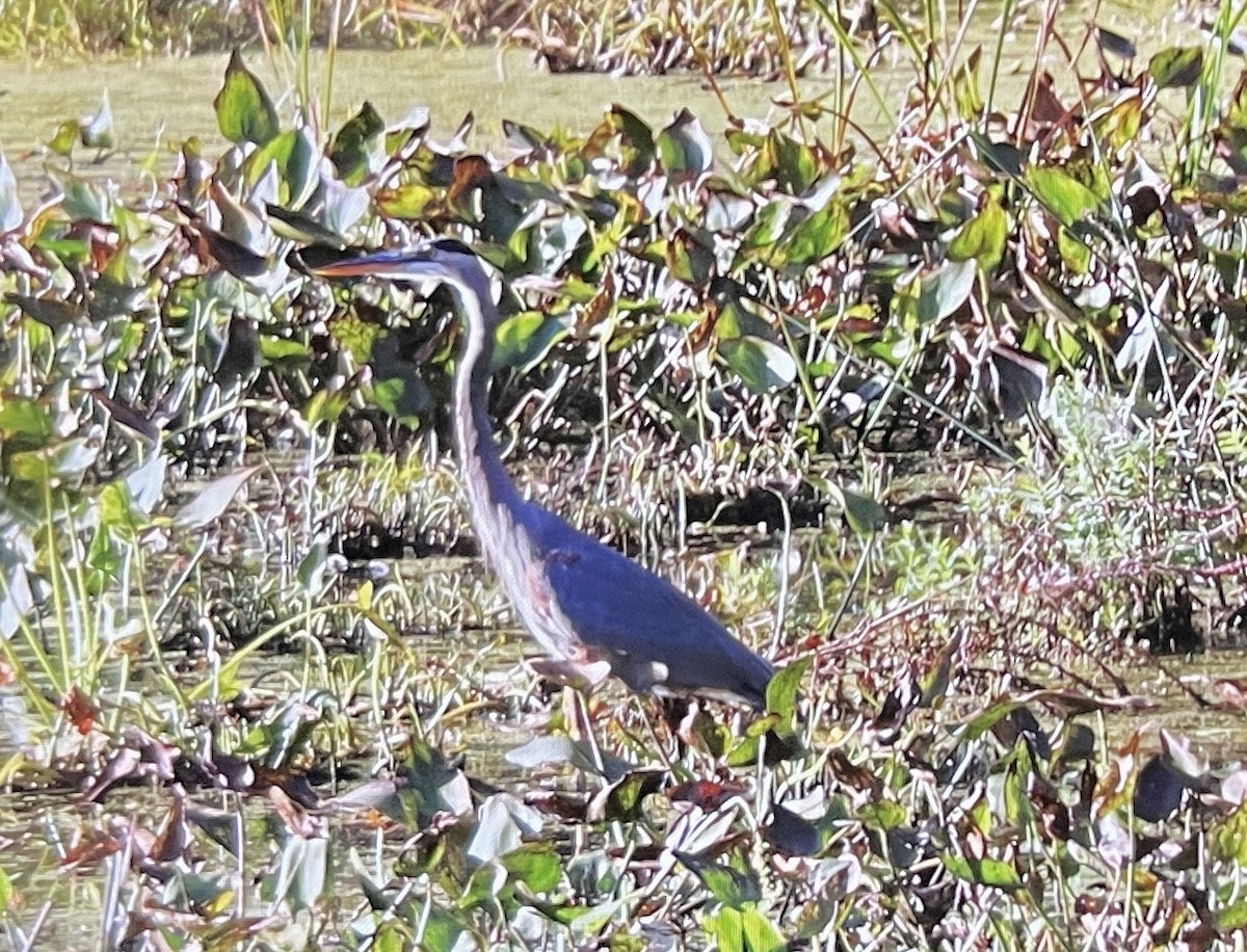 Great Blue Heron - ML642949782