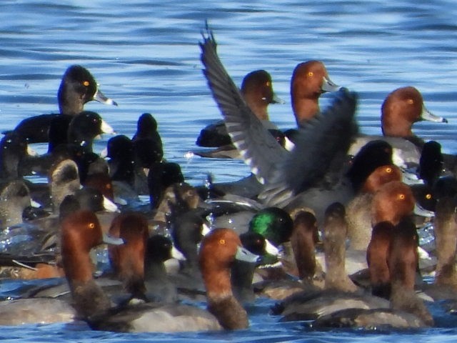 American Coot - ML642949784