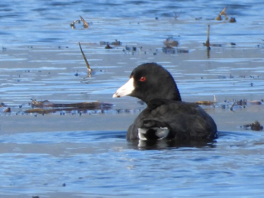 American Coot - ML642949785