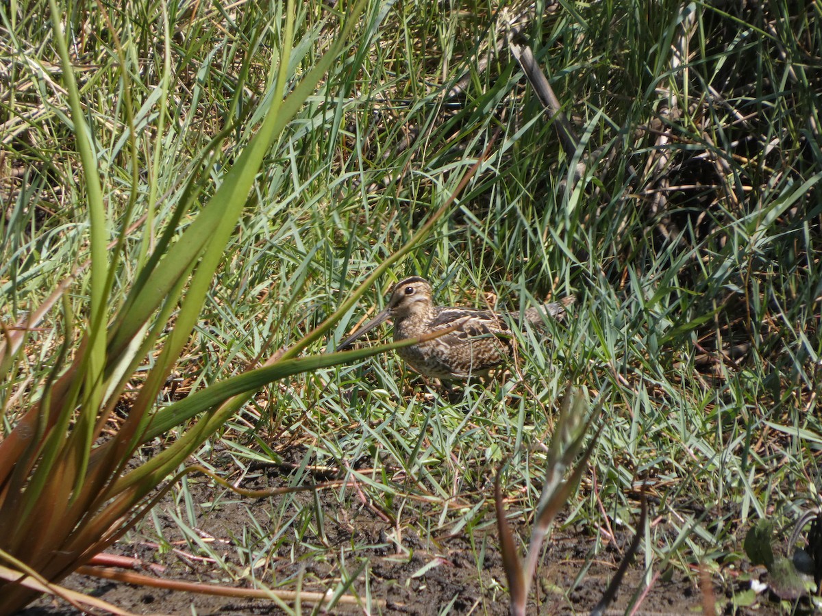 Latham's Snipe - ML642949788