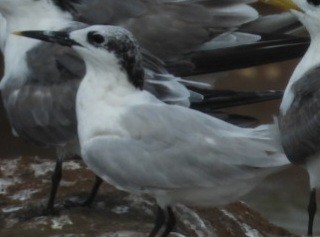 Sandwich Tern - ML642949791