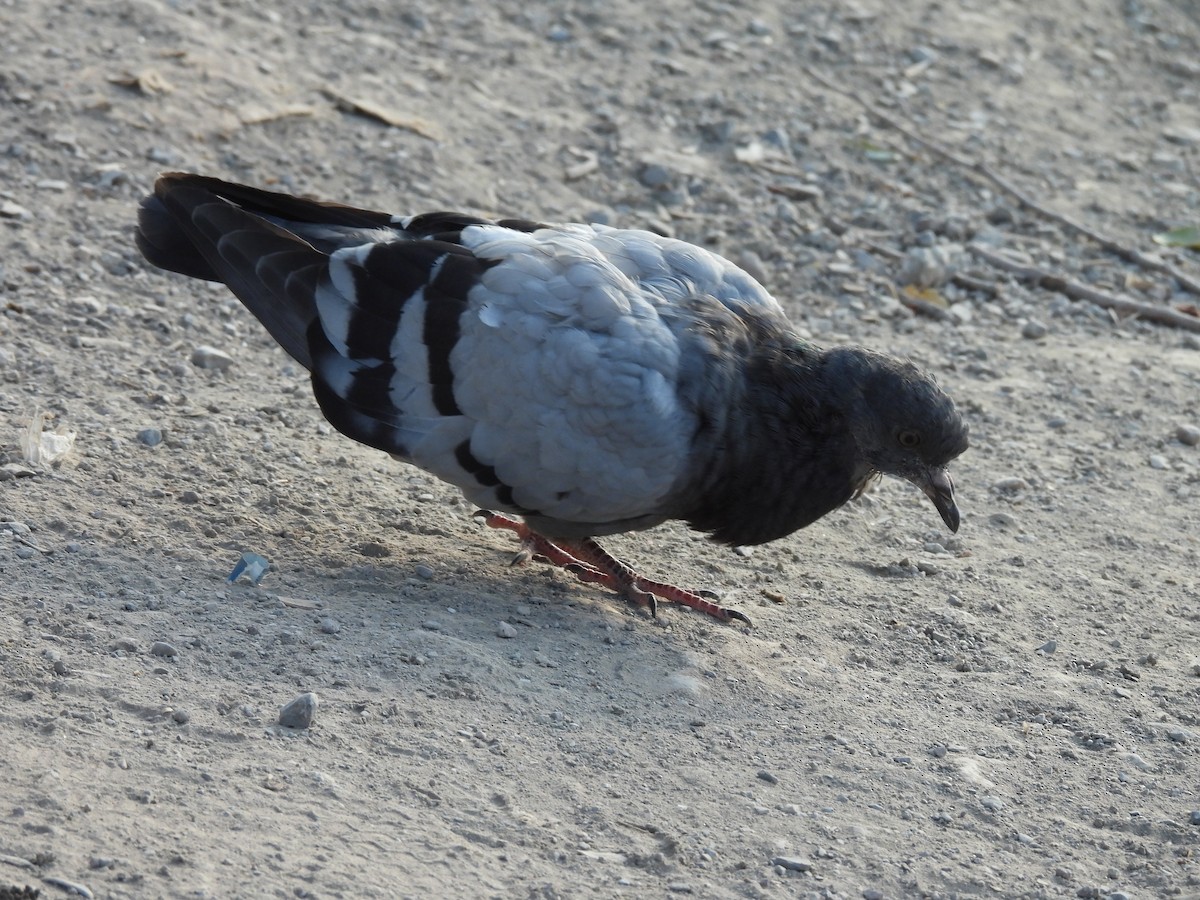 Rock Pigeon (Feral Pigeon) - ML642949800