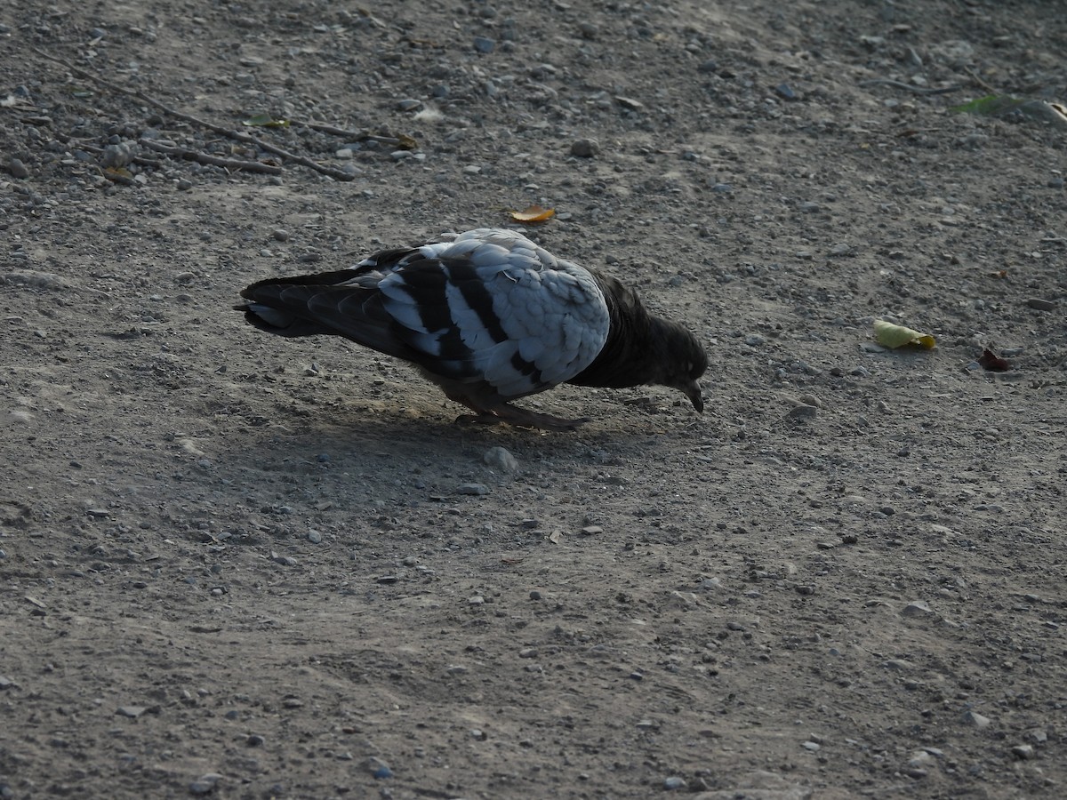Rock Pigeon (Feral Pigeon) - ML642949801