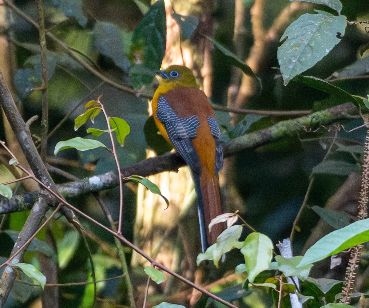 Orange-breasted Trogon - ML642949804
