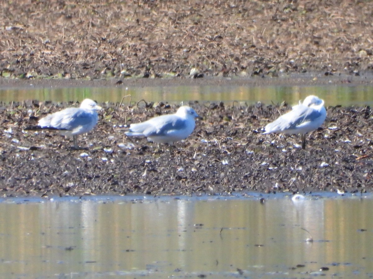 Ring-billed Gull - ML642949805