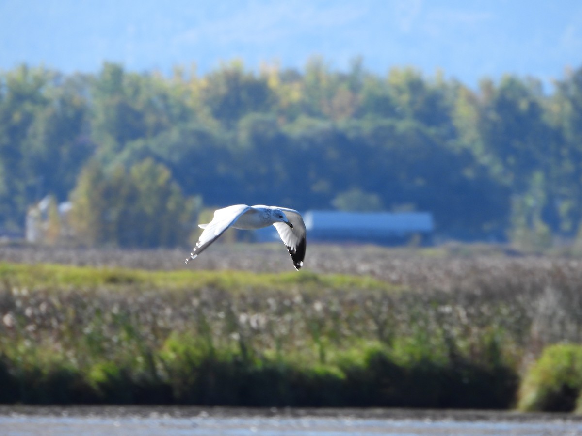Ring-billed Gull - ML642949807