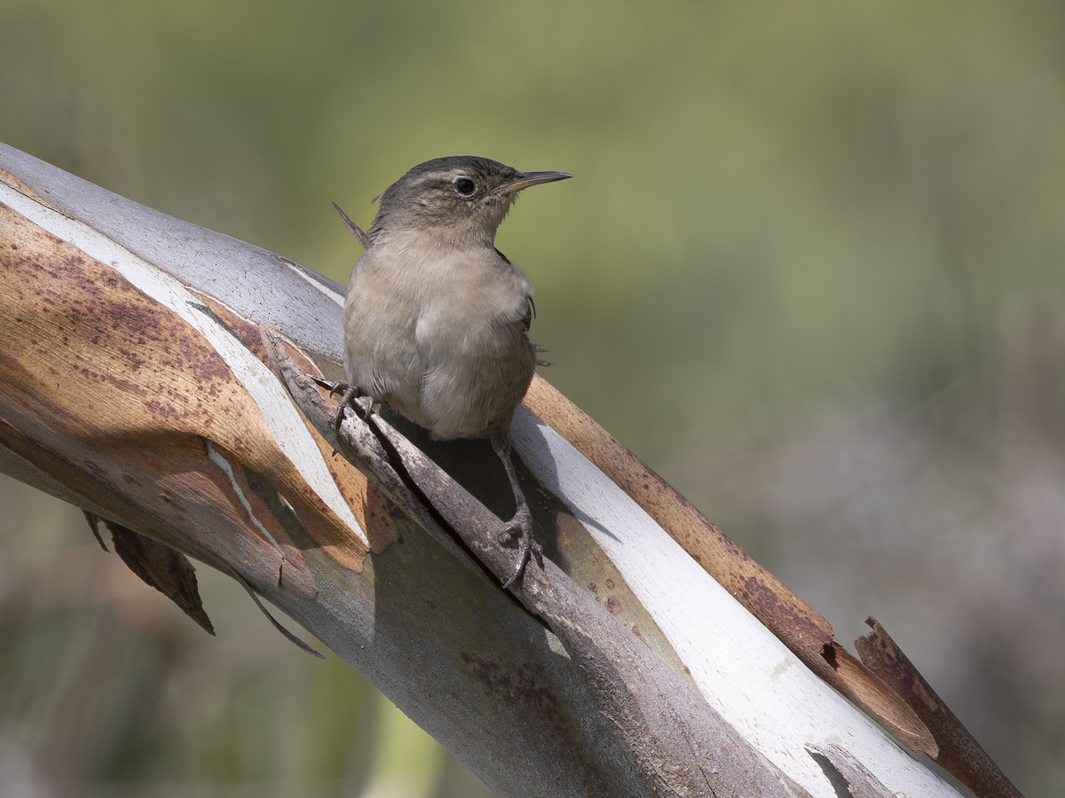 Southern House Wren - ML642949821