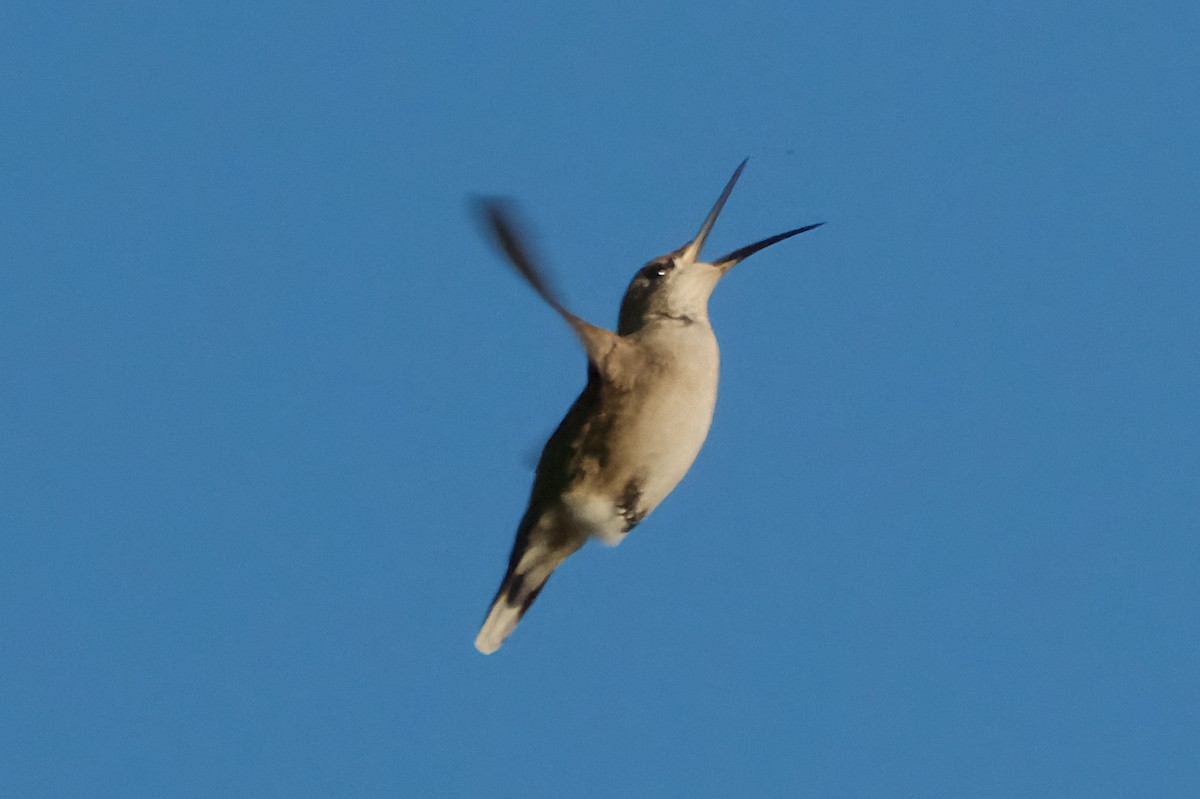 kalypta rubínohrdlá - ML642949832