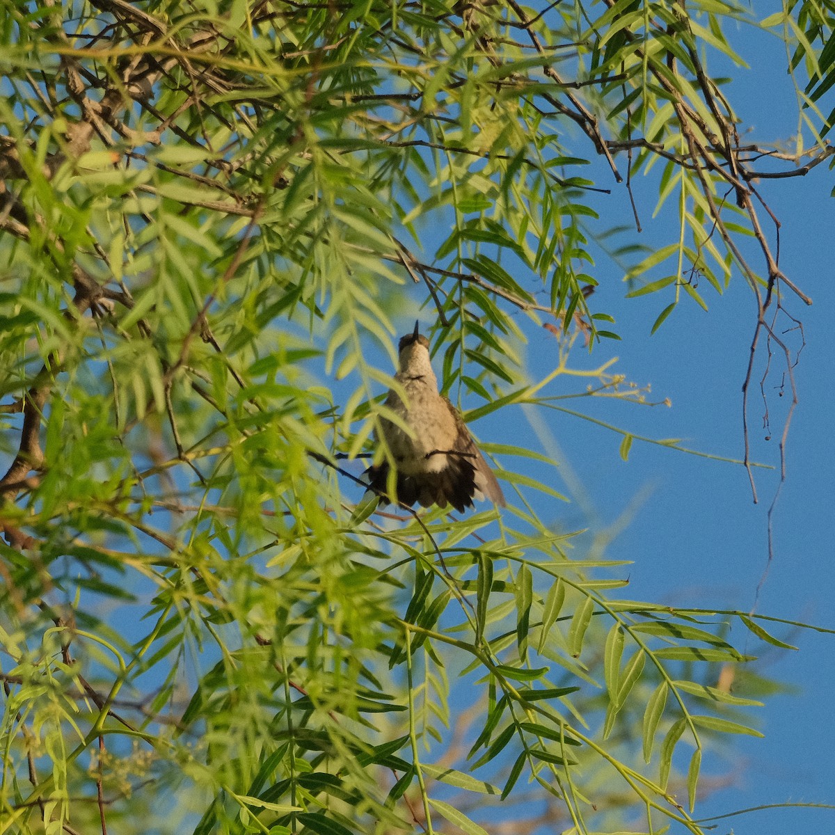 kalypta rubínohrdlá - ML642949842