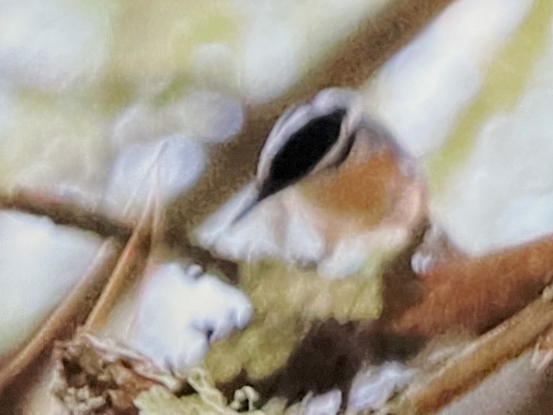 ムネアカゴジュウカラ - ML642949849