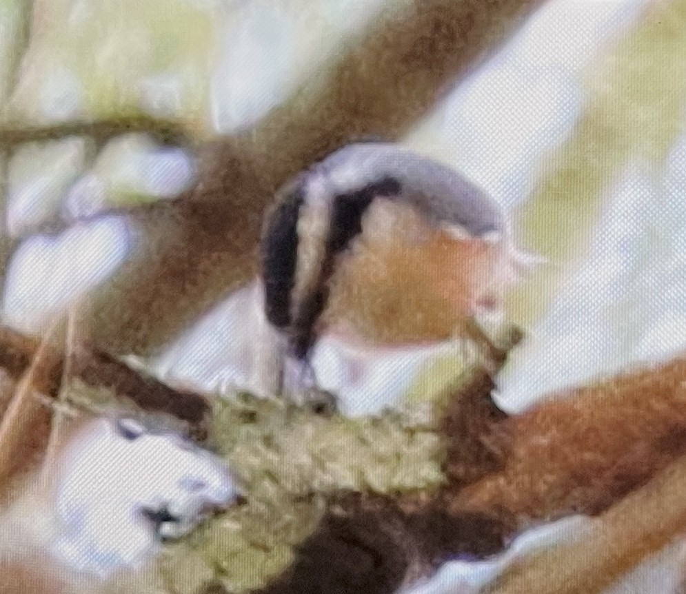 ムネアカゴジュウカラ - ML642949850
