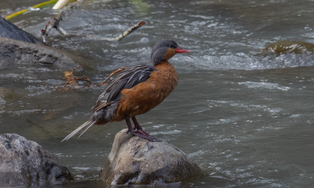 Torrent Duck - ML642949892