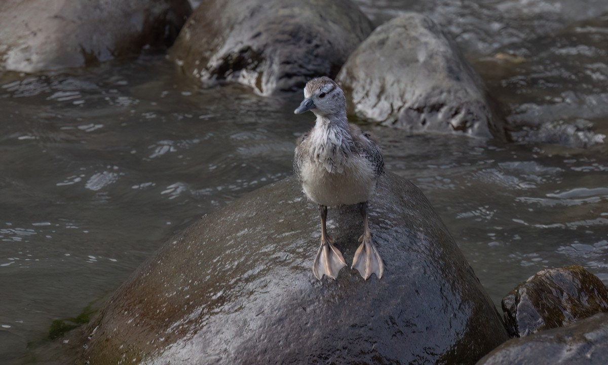 Torrent Duck - ML642949893