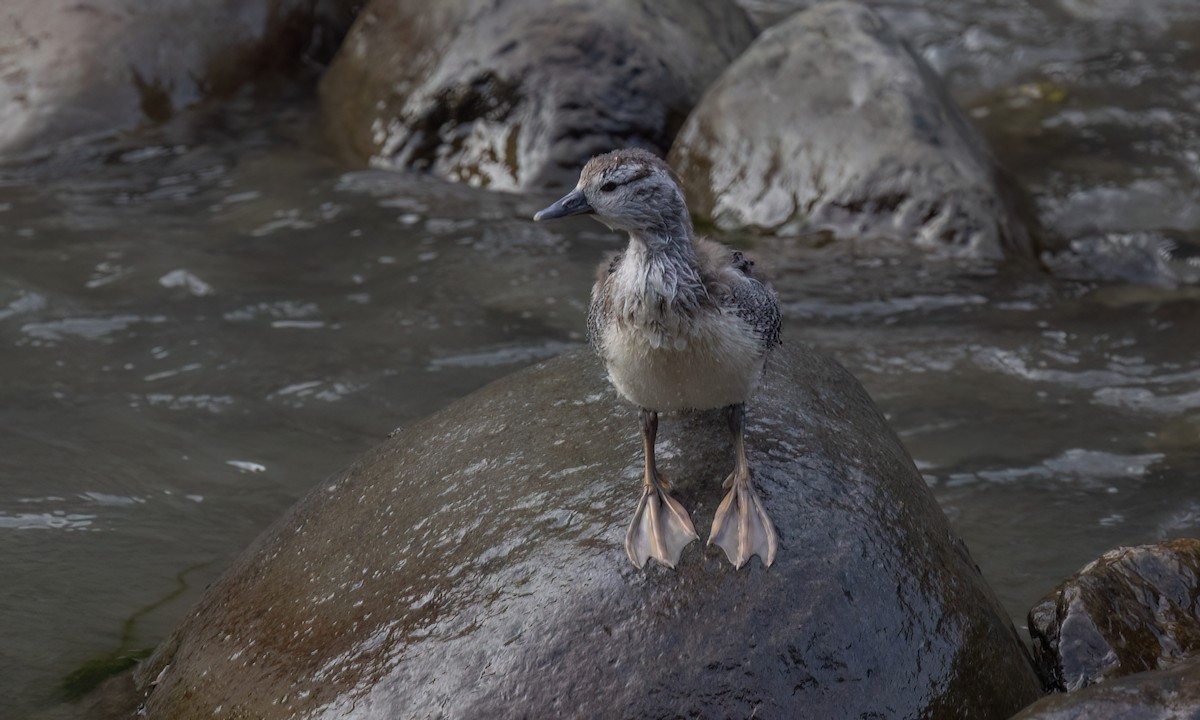 Torrent Duck - ML642949894